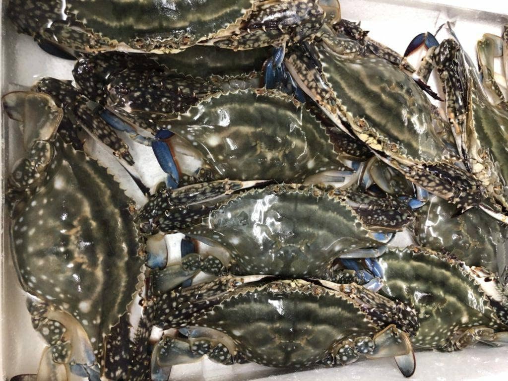 北海道産ワタリガニ　内子たっぷり1.5kg 函館産 ワタリガニ メス 内子入り 1.5kg わたりがに 渡り蟹